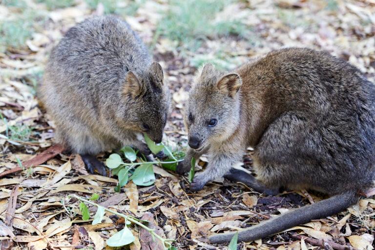 two quokkas