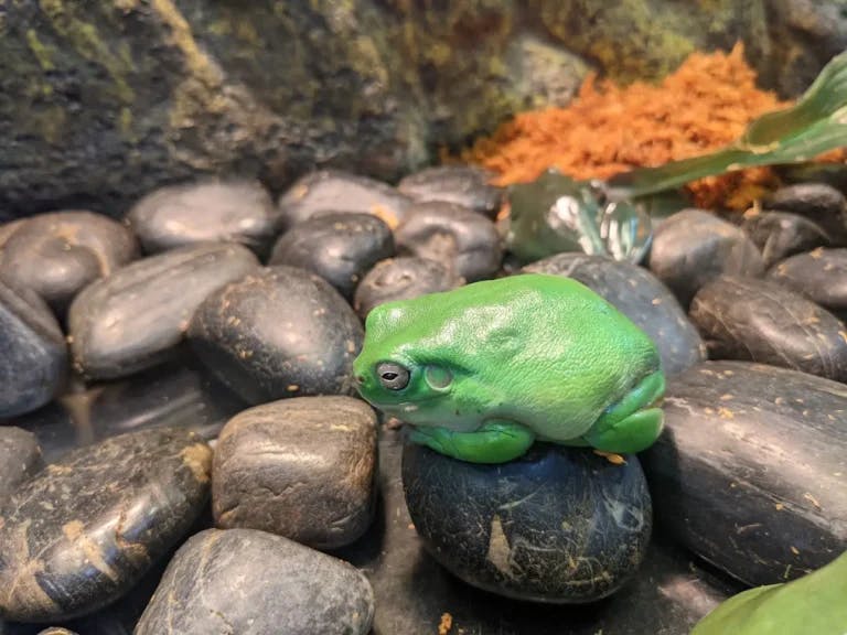 Green frog relaxing on a rock
