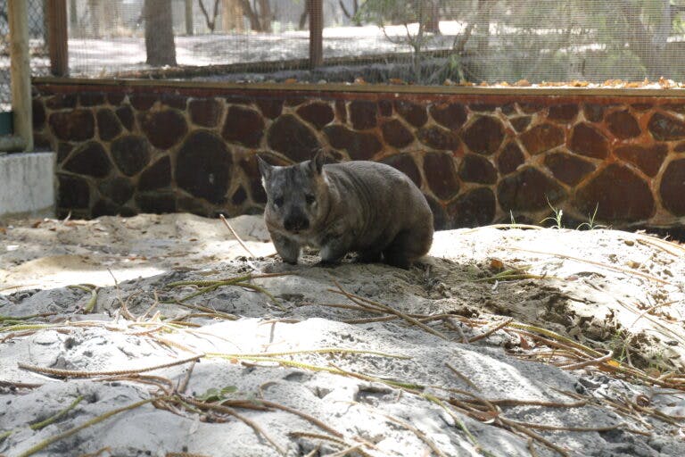 wombat on sand in enclosure