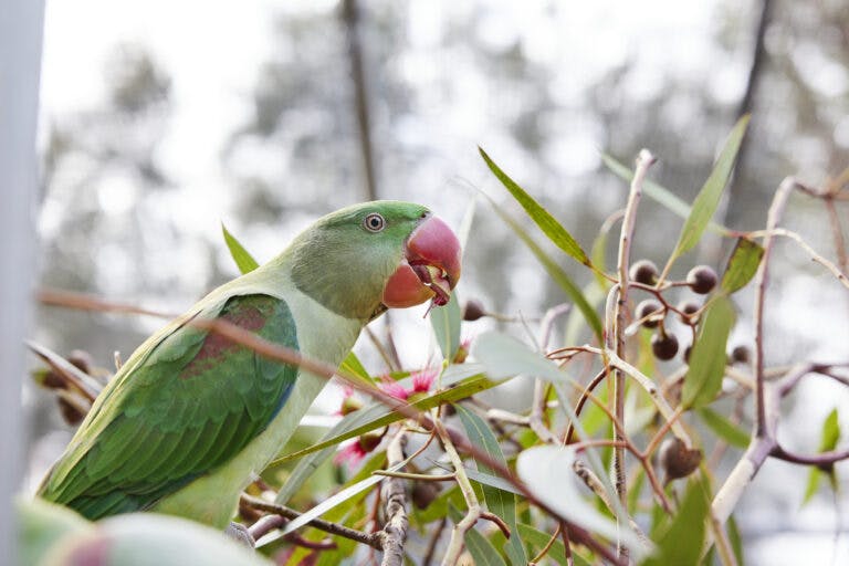 parrot eating blossom